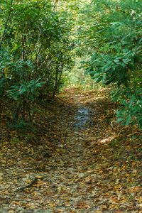 Straight Section of Macs Gap Trail