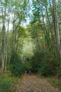 Wide Section of the Panthertown Valley Trail