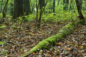 Mossy Log near the Panthertown Valley Trail