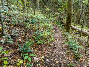 Ferns Along Elk Pen Trail