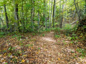 Wide Spot on Upper Corner Rock Trail