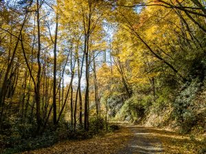 Fall Color Arches Over Road