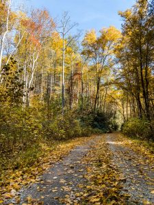 Fall Color on Hickey Fork Road