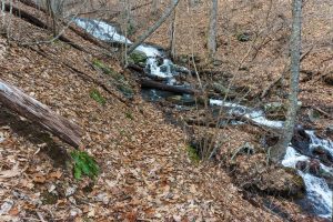 Crossing Barnett Branch