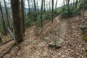 Barnett Branch Trail Junction