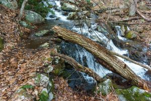 Old Rock Wall on the Buck Spring Trail