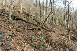 Rocky Mountainside on the Buck Spring Trail