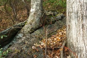 Tree in Rock