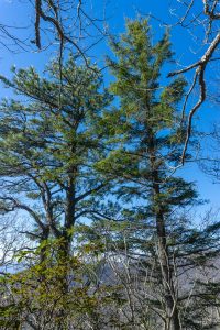 Confiers on the Rocky Head Trail