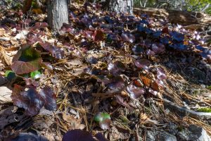 Galax on the Rocky Head Trail