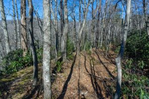 Old Structures on the Rocky Head Trail