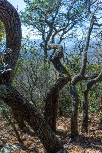 Twisted Trail Through Twisted Trees