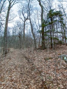 Ridge Trail Below Rock Knob