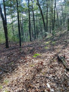 Open Woods on the Jack Branch Trail