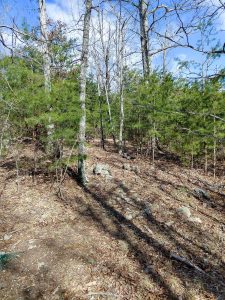 Jack Branch Trail thru Pines