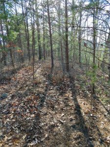Ridgeline Portion of Jack Branch Trail