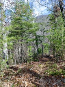 View Up the Ridge on Jack Branch Trail