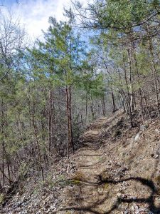River Ridge Loop Trail thru Pines