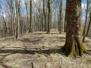 Open Forest on a Ridge