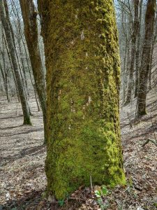 Mossy Tree Beside Max Patch Loop
