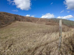 Southeast Slopes of Max Patch Mountain