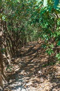 Rhododendron Tunnel on the Cat Gap Bypass Trail