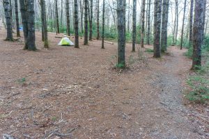 Campsite Under the White Pines