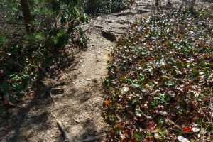 Galax Along the John Rock Trail