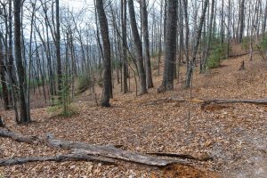 Open Forest on John Rock