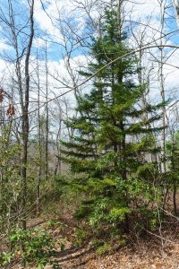 Red Spruce on John Rock