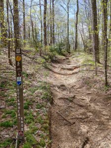 Start of the Buckwheat Knob Trail