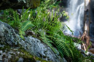 Ferns on Rock Outcrop at Twin Boulder Falls