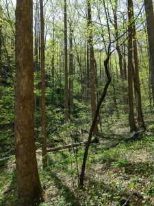 Forest Along Right Fork