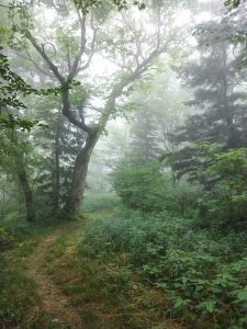 Fog on Brush Fence Ridge