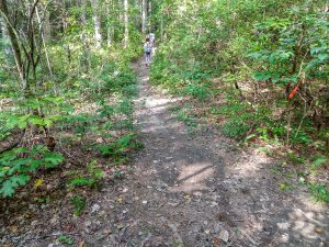 Junction of North Harper Creek and Shortcut Trails