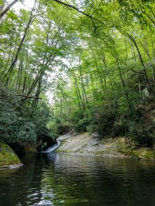 Trees Arching Over Swimming Hole