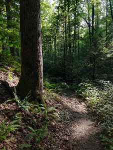 Ferns and Sun on the North Harper Shortcut Trail