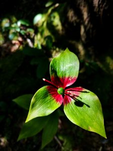 Indian Cucumber Root