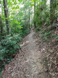 Sidehill Section of North Harper Shortcut Trail
