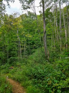 Dying Section of Forest