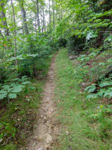 Grassy Section of Bear Pen Trail
