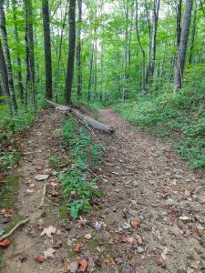 Log Jump on Bear Pen Trail