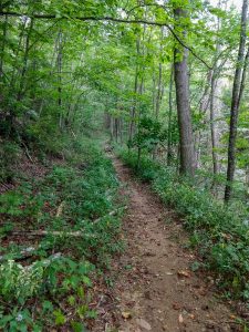 Straight Stretch of the Bear Pen Trail