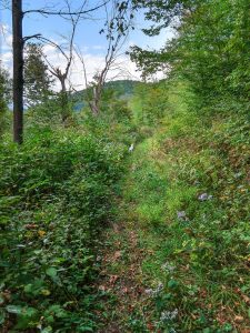 View from the Laurel Gap Trail