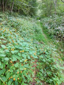 Jewelweed Beside the Laurel Gap Trail