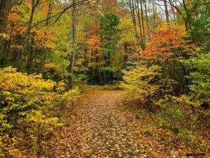 Shope Creek Road in Fall Color