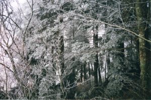 Frosted Spruce