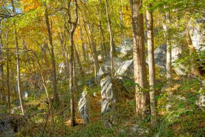 Boulder Field Below Rumbling Bald