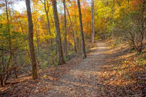 Forest of Fall Color on the Rumbling Bald Loop Trail