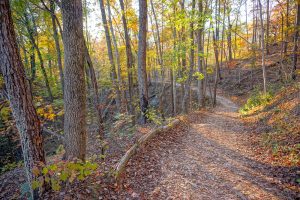 Fall Color near the Start of the Rumbling Bald Loop Trail